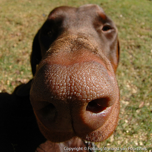 That's my dog!