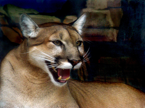 Photo of a cougar, ready to pounce