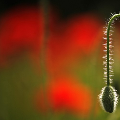 A limp plant